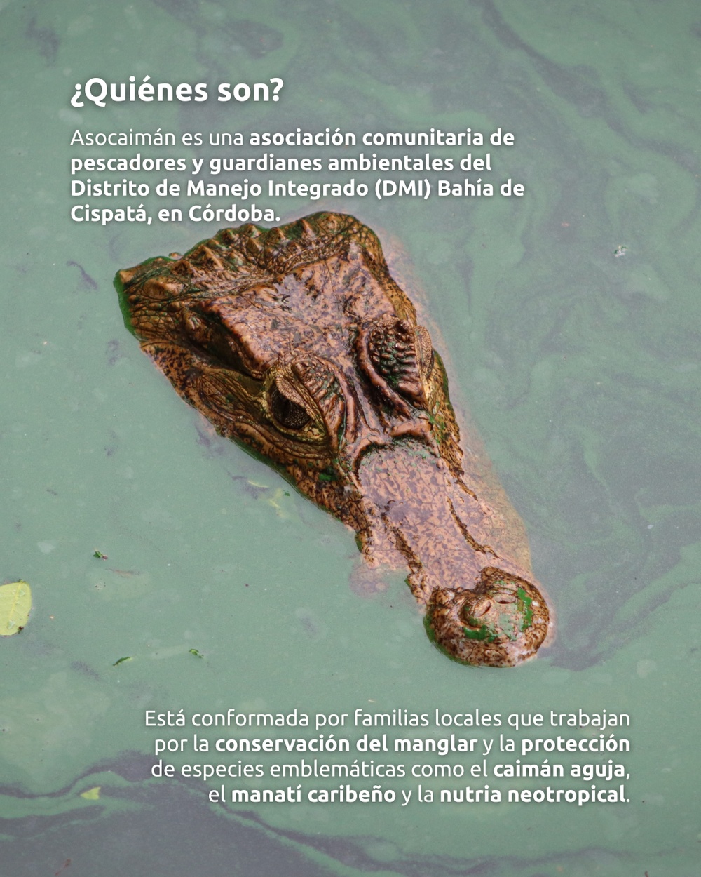 Slide 2 infografía 1